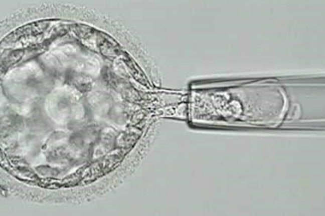 5.gün embriyosundan (blastokist) trofoblast biyopsisi
