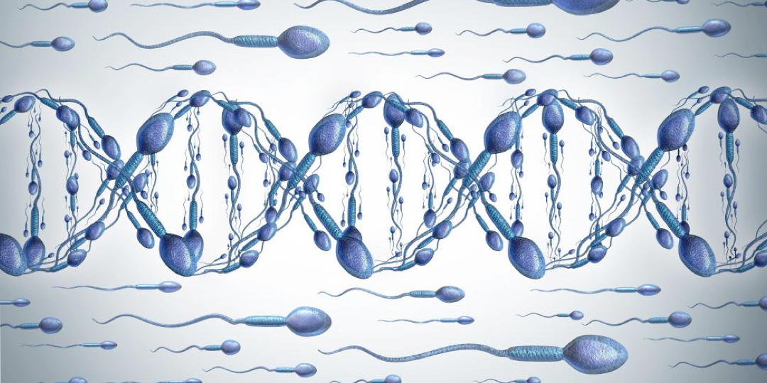 Sperm DNA Hasarı